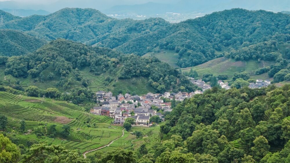 Aerial view of traditional Chinese village nestled in green tea terraces and forested mountains