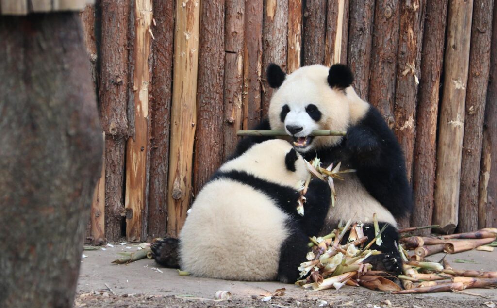 Chengdu Travel Guide 2026: Pandas, Hot Pot & Slow Living